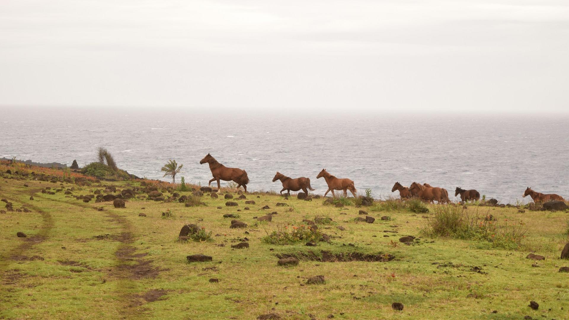 Caballos en la Isla de Pascua