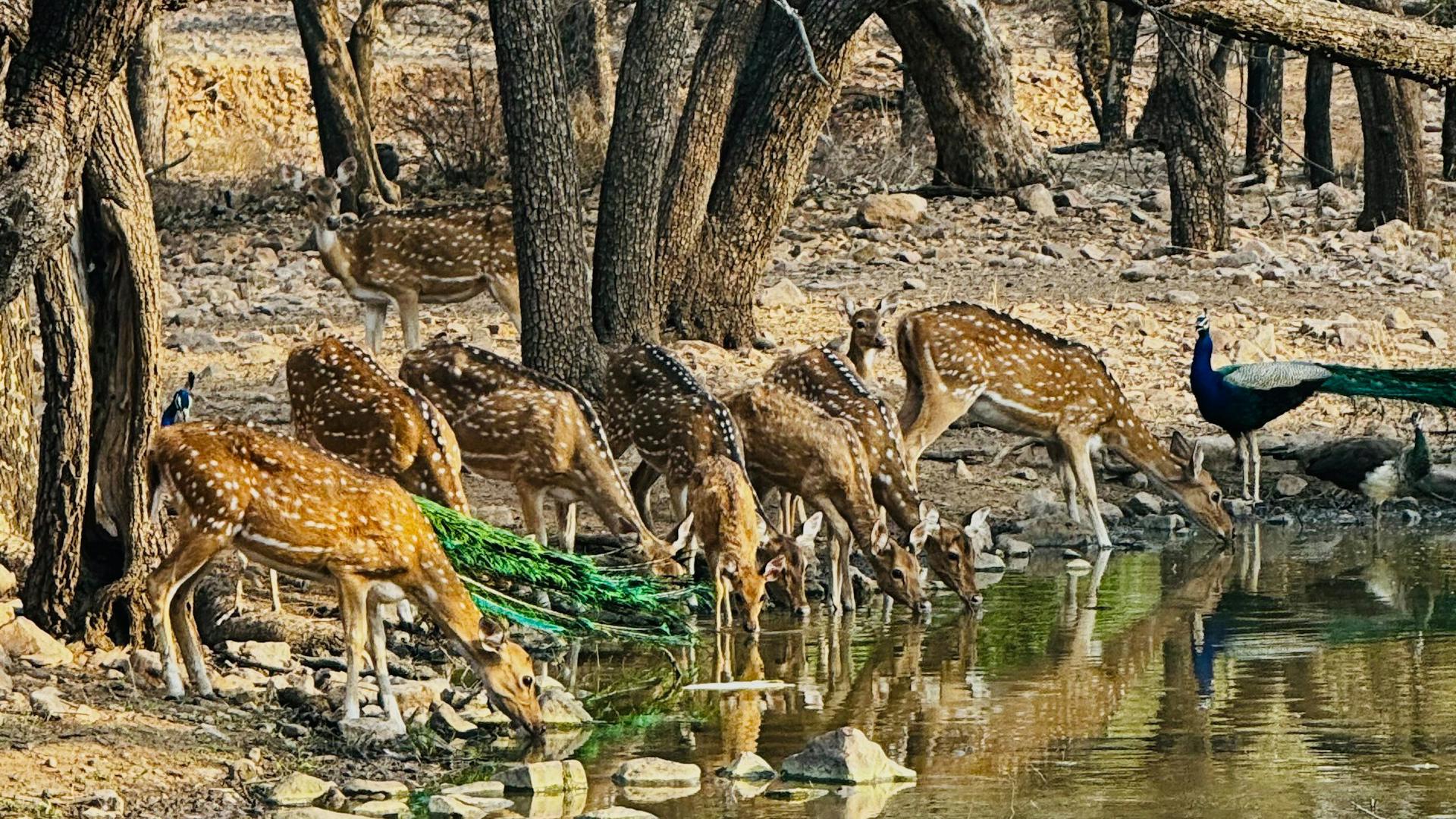 Ciervos axis bebiendo agua Ciervos axis bebiendo agua