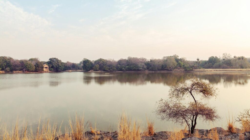 Vistas del Parque Nacional de Ranthambore