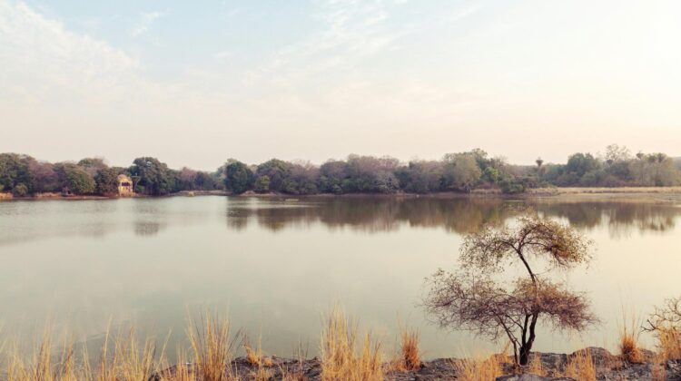Vistas del Parque Nacional de Ranthambore
