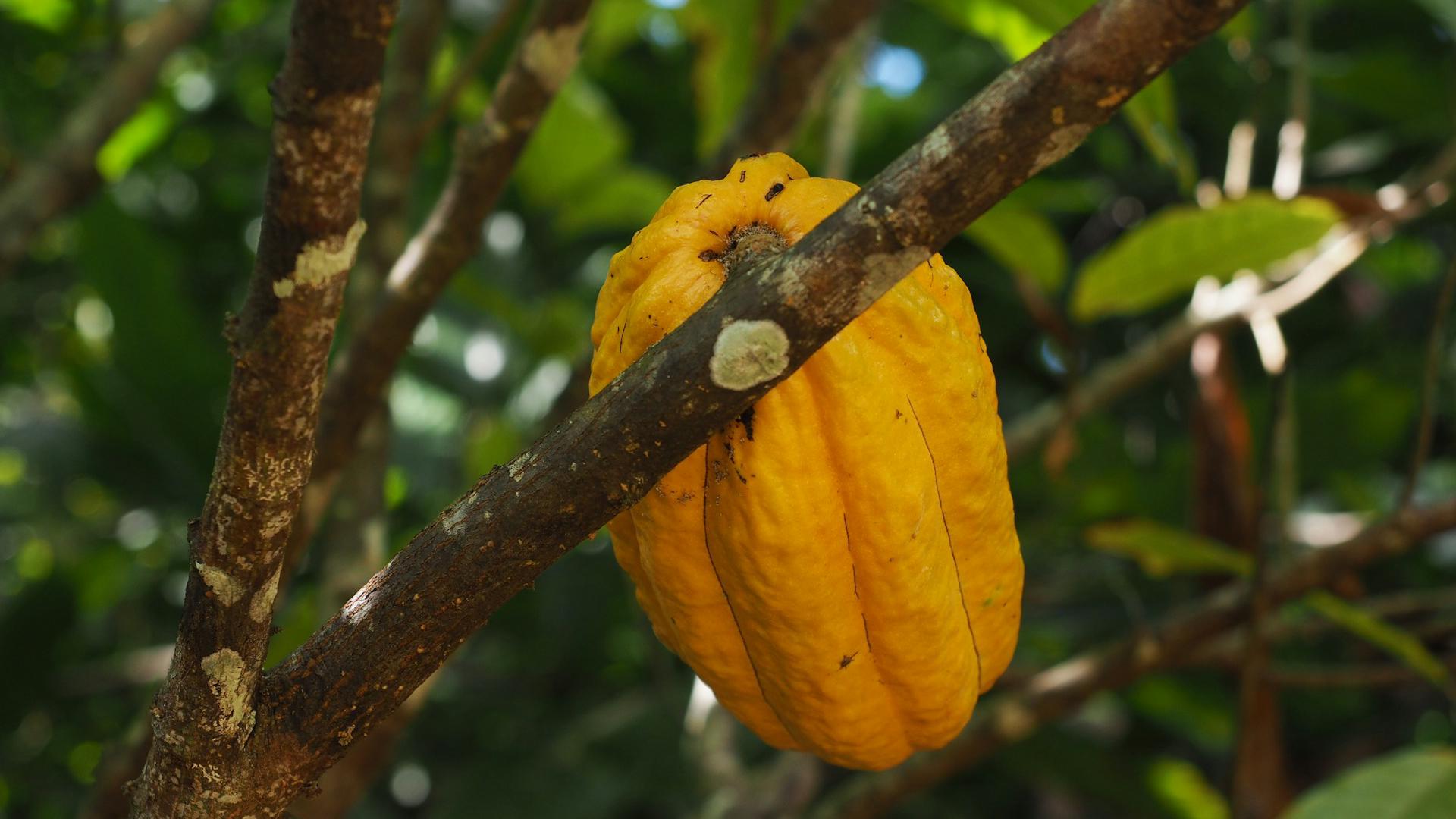 Vaina de cacao cultivada en El Yunque