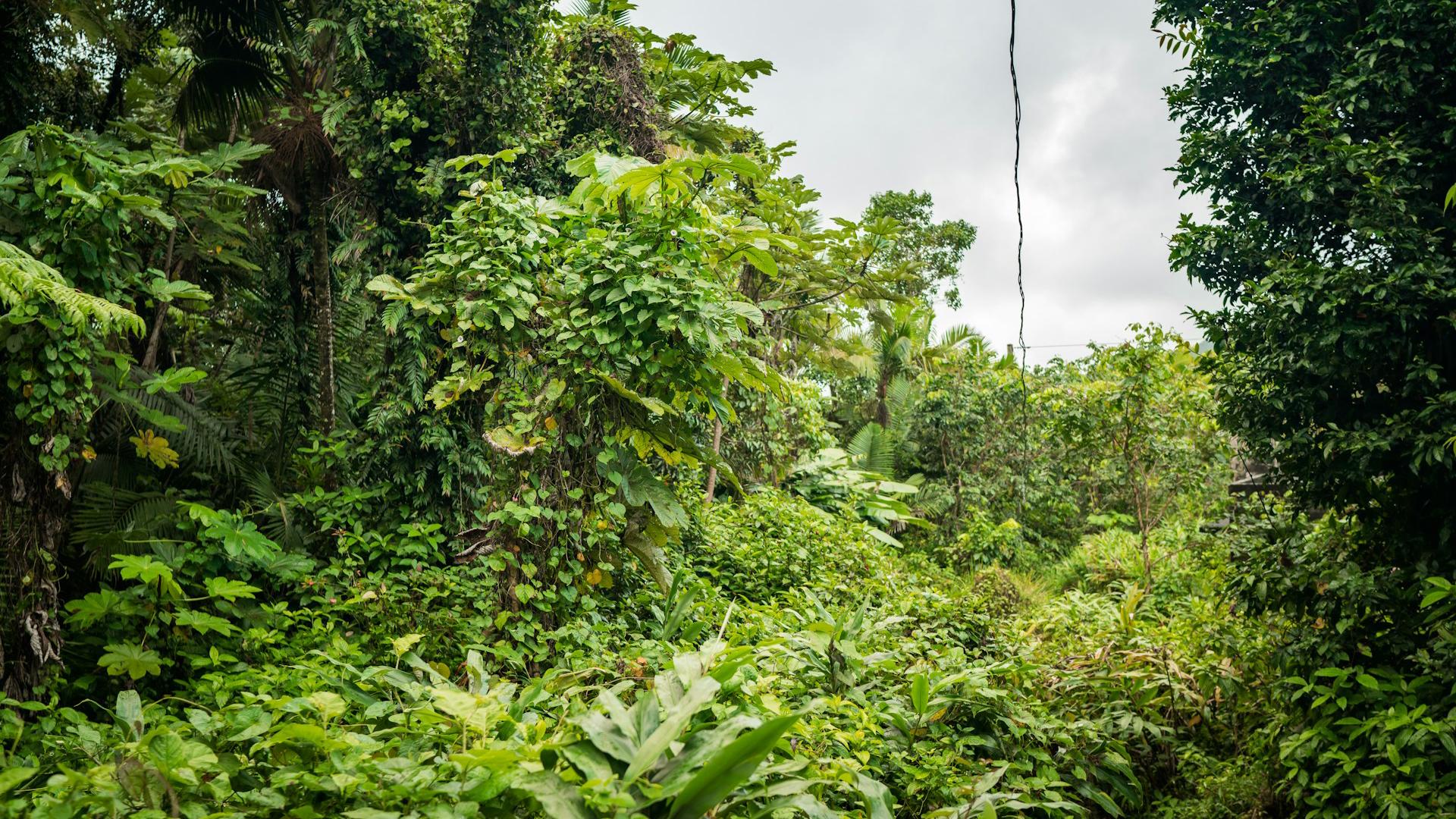 Vegetación del Parque Nacional El Yunque