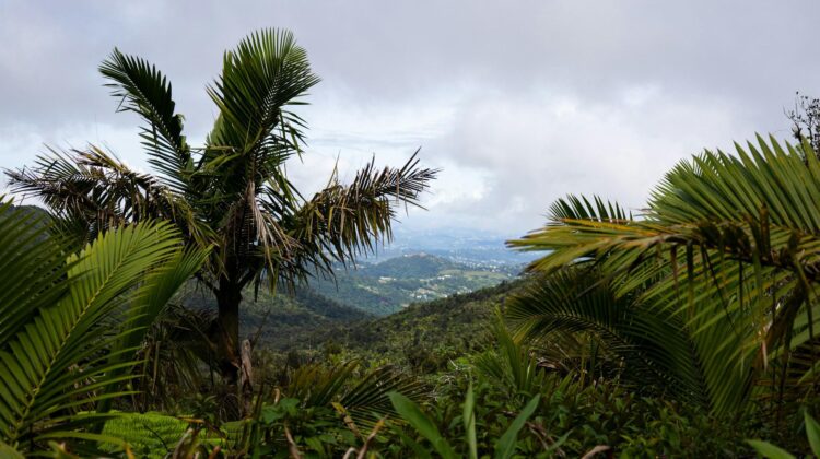 Monte Britton situado en El Yunque