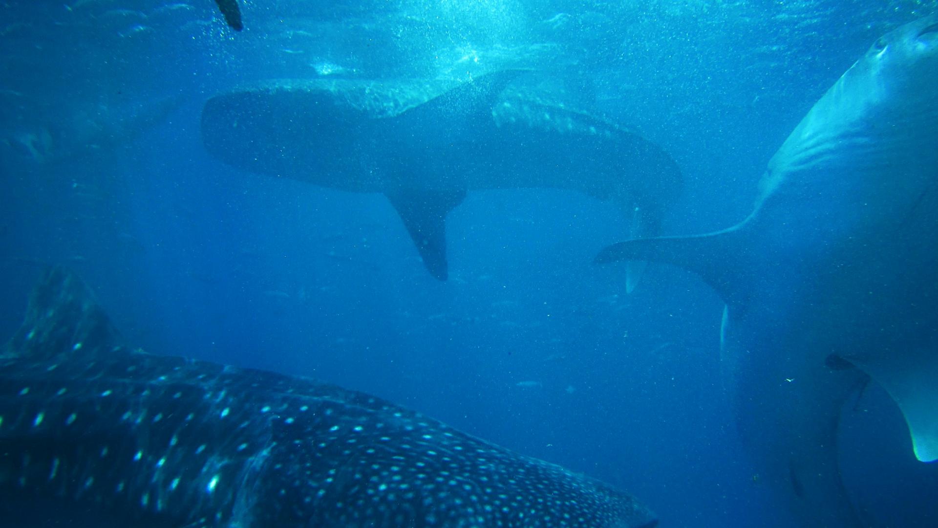 Tiburones ballenas bajo el agua