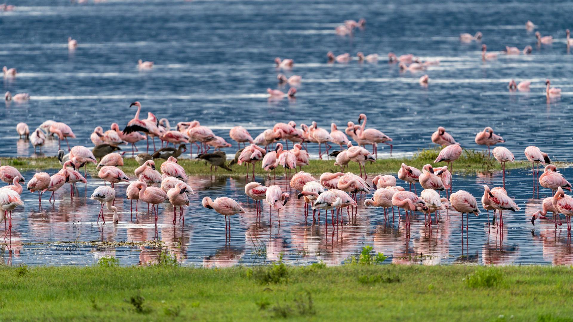 Flamencos en Ngorongoro Flamencos en Ngorongoro