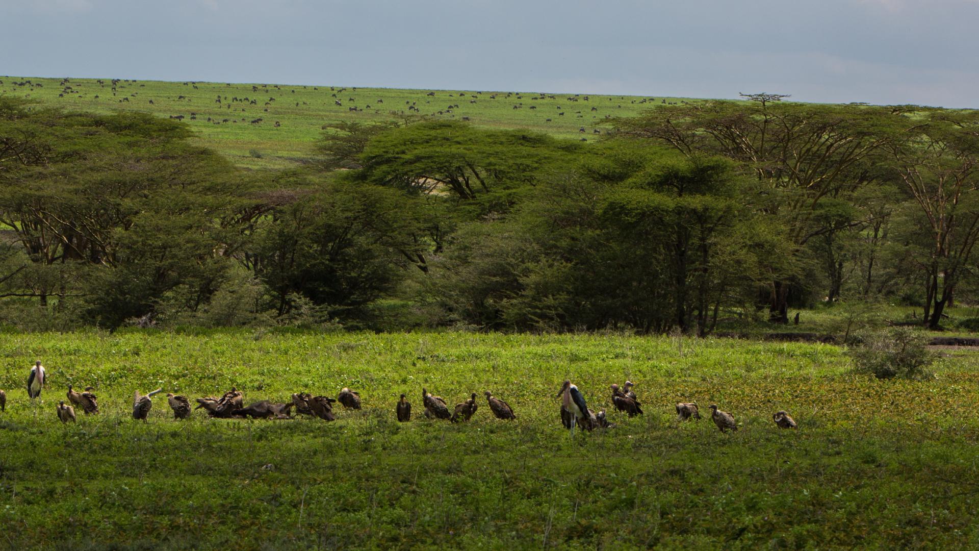 Animales en Ngorongoro Animales en Ngorongoro
