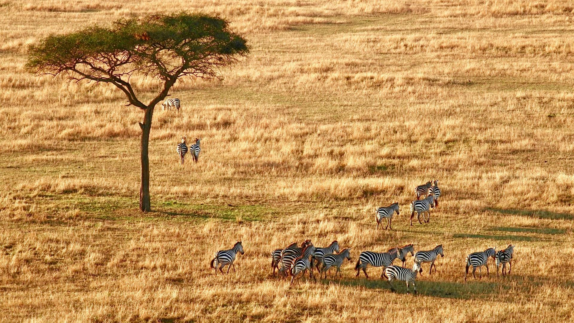Cebras en el Serengueti