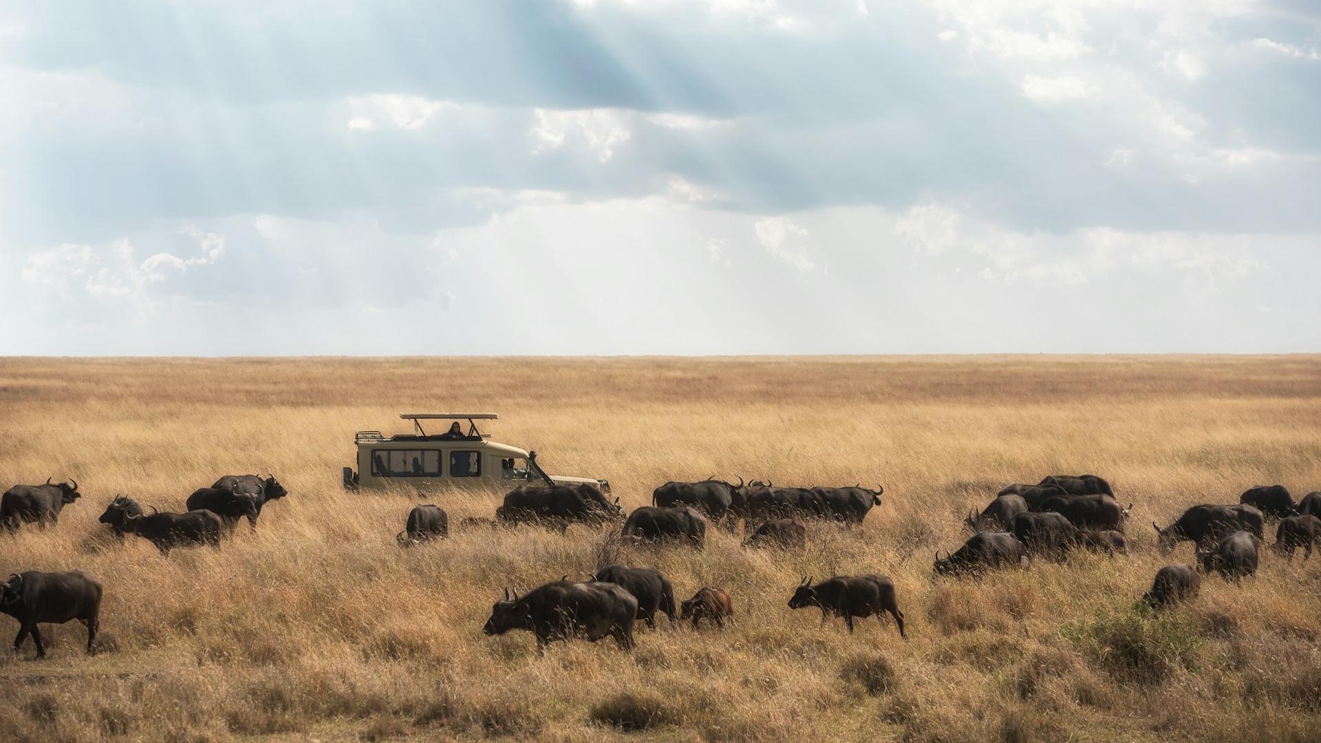 Safari en el Parque del Serengueti